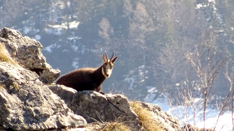 Rupicapra rupicapra.....dal Trentino Alto Adige